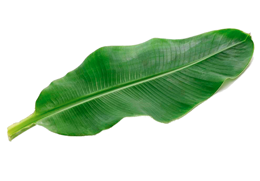 Hoja Platano 525x366p-2