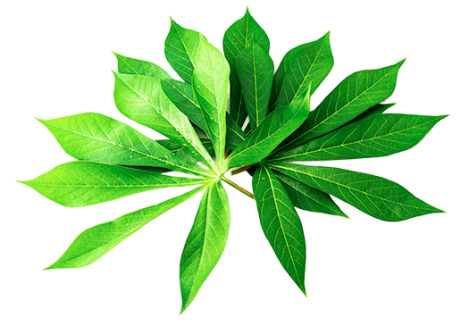 Hoja Platano 525x366p